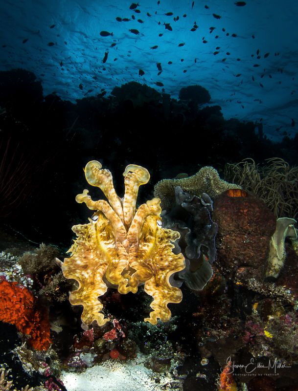 Wakatobi Cuttlefish by Steven Miller 