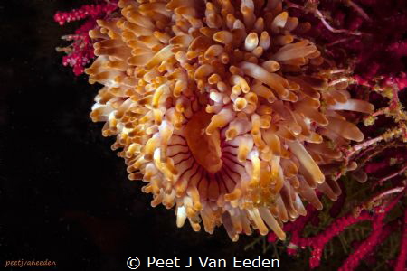 The rare walking sea-anemone is  unique to both sides of ... by Peet J Van Eeden 