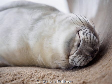 Tran·quil

Grey Seal (pup) - Halichoerus grypus

Hors... by Stefan Follows 