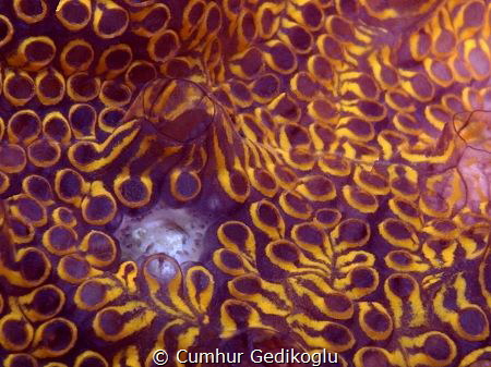 Botrylloides nigrum
Flat tunicate by Cumhur Gedikoglu 
