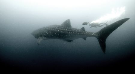 Whaleshark off Darwin island, Galapagos, 2006. by Chris Wildblood 