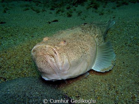 Uranoscopus scaber
Atlantic stargazer by Cumhur Gedikoglu 