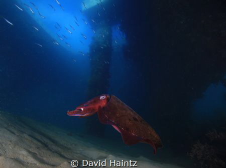 Cuttlefish taken at Blairgowrie marina by David Haintz 