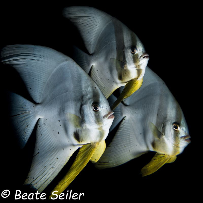 Batfish Parade at Pintuyan housereef by Beate Seiler 