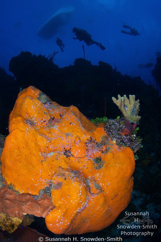 Divers explore "Orange Canyon", a dive site named for its... by Susannah H. Snowden-Smith 