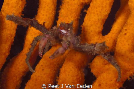 HOTLIPS

One of only 2 spider crabs in South African wa... by Peet J Van Eeden 