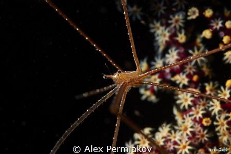 Spider crab on the blooming corals. by Alex Permiakov 