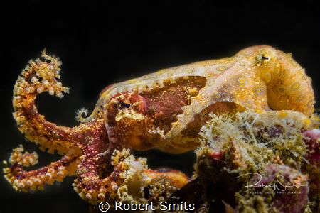 Did you know that the blue ringed octopus is one of the m... by Robert Smits 