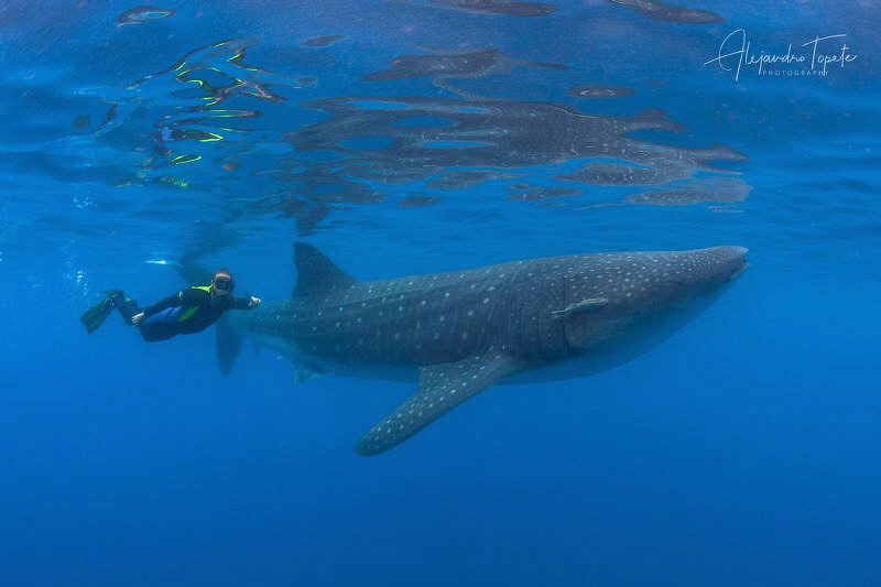 Whaleshrak and Snorkeler, Isla Contoy México by Alejandro Topete 