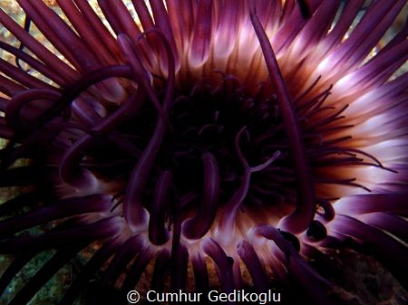 Cerianthus membranaceus
Violet by Cumhur Gedikoglu 