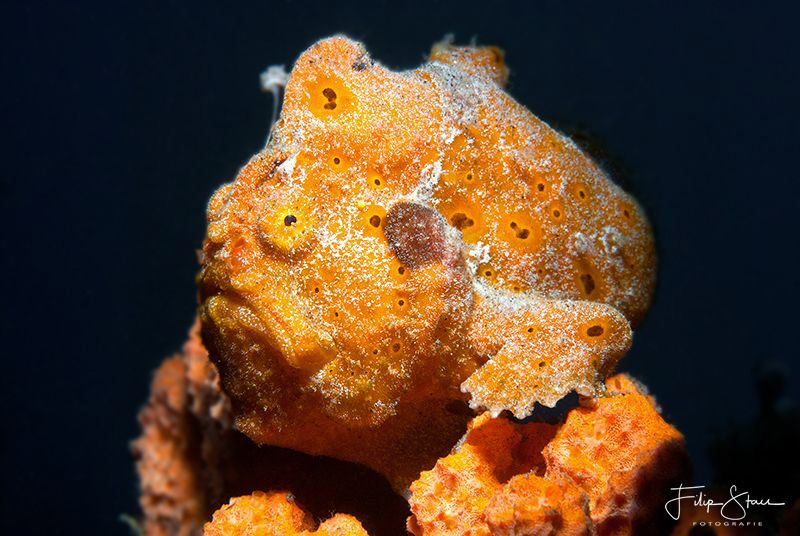 Orange is the new fashion for frogfish, Lembeh, Sulawesi. by Filip Staes 
