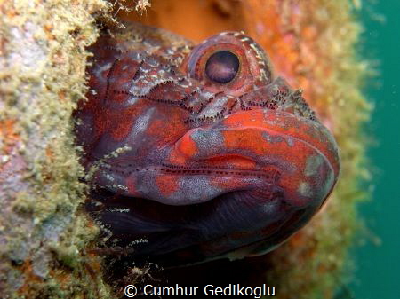 Gobius cruentatus by Cumhur Gedikoglu 