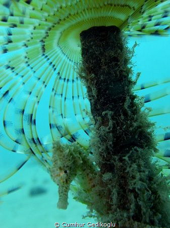 Hippocampus guttulatus
Under my shelter by Cumhur Gedikoglu 