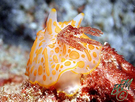 Unknown Nudibranch from Heron Island. If anyone knows wha... by Brian Mayes 
