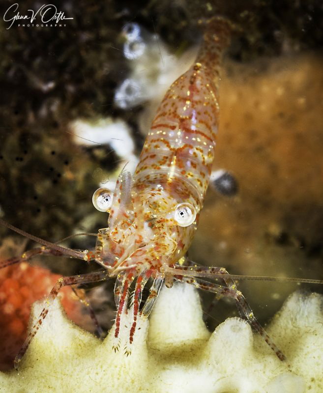 Cold water shrimp by Glenn Ostle 