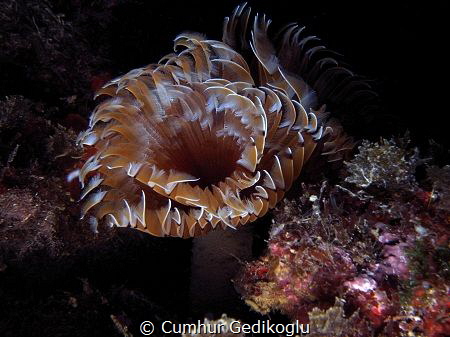 Bispira volutacornis by Cumhur Gedikoglu 