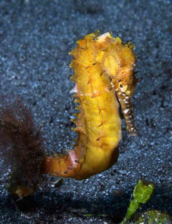 Yellow thorny seahorse. Canon 10D. by John M Akar 