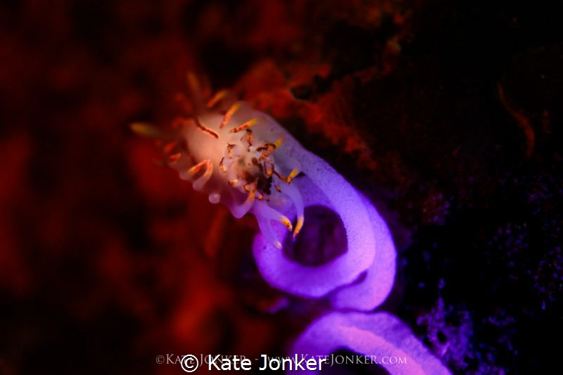 NudiBerry
Fiery Nudibranch shot with shallow depth of fi... by Kate Jonker 