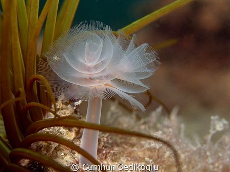 Bispira volutacornis by Cumhur Gedikoglu 