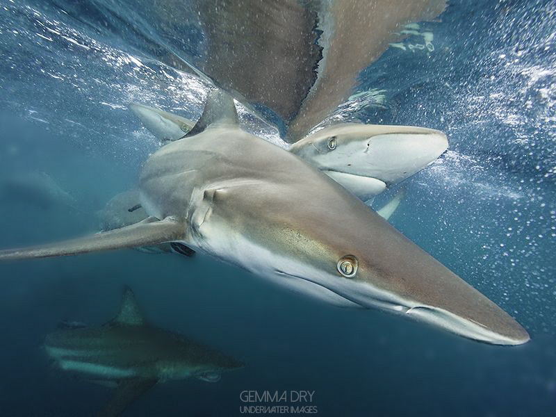 Surface shots with Oceanic Blacktips by Gemma Dry 