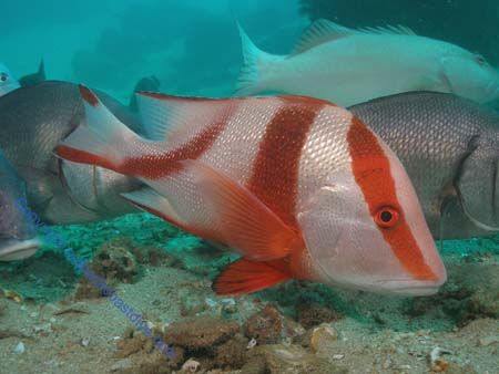 Red Emperor Unusual to see a red so shallow. Navy Peir Ex... by Brad Cox 