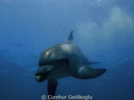 Bottle nose dolphin by Cumhur Gedikoglu 