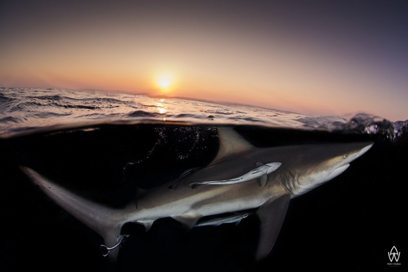 "As the light fades...."
Curoius black tip pops up to th... by Allen Walker 