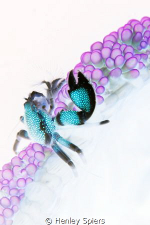 Psychedelic Porcelain Crab by Henley Spiers 