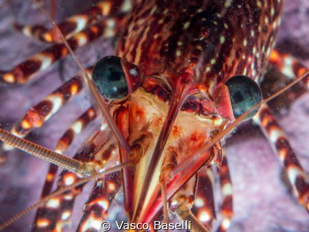 Common Shrimp at Pucusana Island, just south of Lima. by Vasco Baselli 