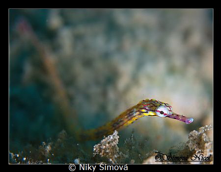 cute pipe fish by Niky Šímová 