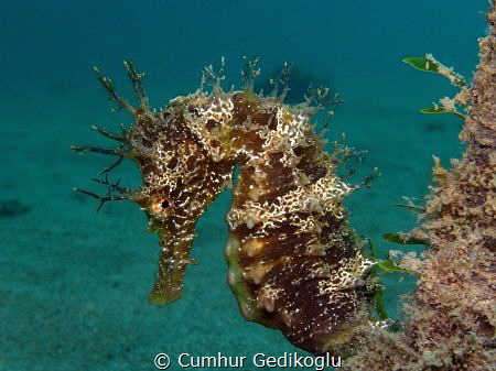 Hippocampus guttulatus
Speckled seahorse by Cumhur Gedikoglu 