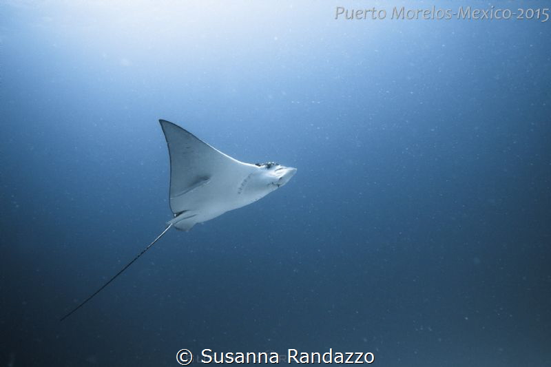 spotted eagle ray by Susanna Randazzo 
