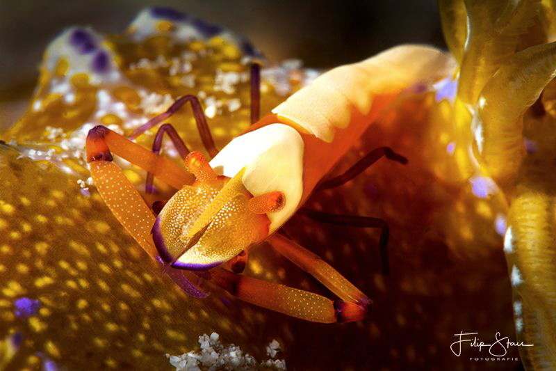 Emperor shrimp, Puerto Galera, The Philippines. by Filip Staes 