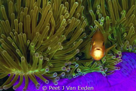 My Purple Bed. 

Clown fish in its anemone home by Peet J Van Eeden 