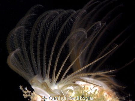 Balanus eburneus
Ivory barnacle by Cumhur Gedikoglu 