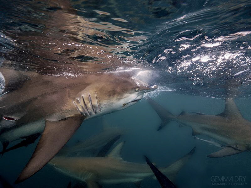 Blacktip shark on Aliwali Shoal with an odd stab/bite? ma... by Gemma Dry 