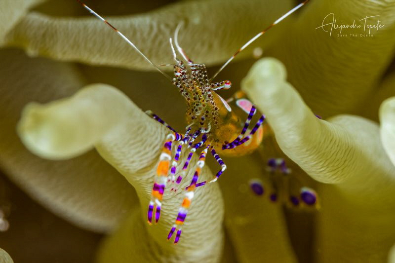 Shrimp colorfull, Clain Bonaire by Alejandro Topete 
