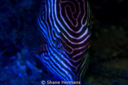 diy Blacklight used underwater on a shaws boxfish by Shane Hermans 