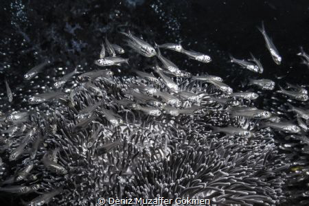 Glaas fishes and a lovely anemone by Deniz Muzaffer Gökmen 