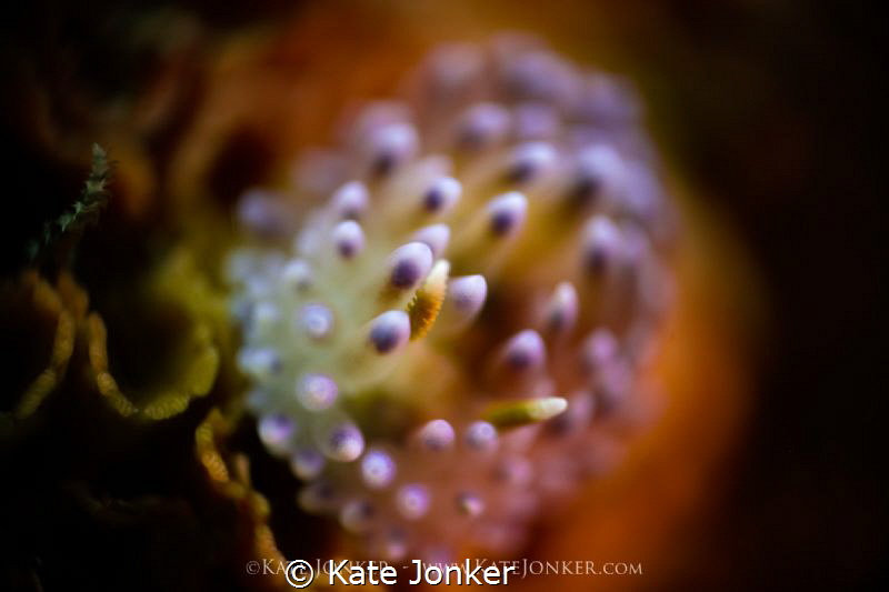 Gasflame in reverse
Gasflame nudibranch shot using rever... by Kate Jonker 
