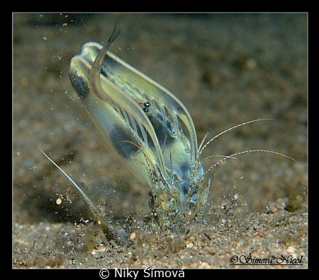 Mantis catching food (small fish) by Niky Šímová 
