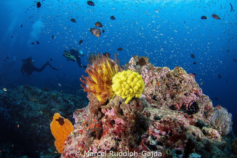 One of my new favourite dive sites: Koh Tachai in Thailand by Marcel Rudolph-Gajda 
