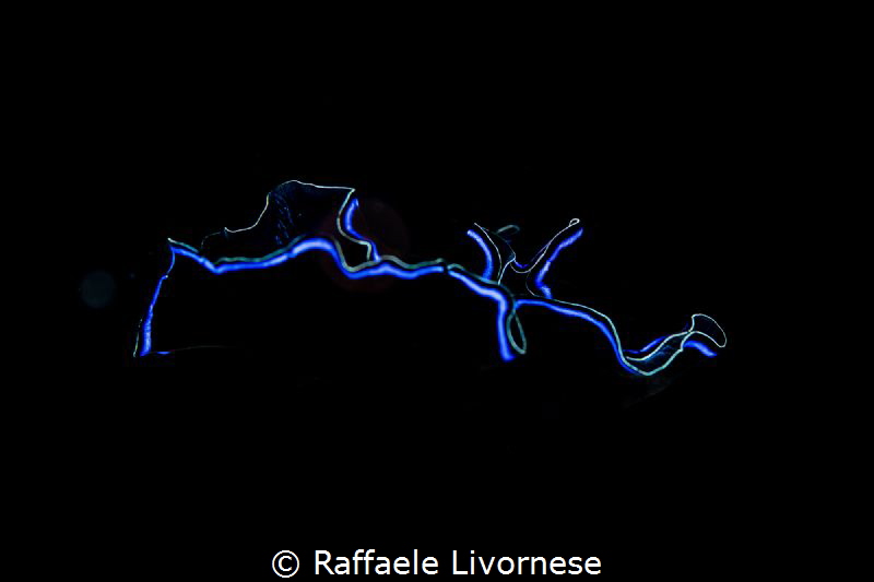 swimming flatworm by Raffaele Livornese 