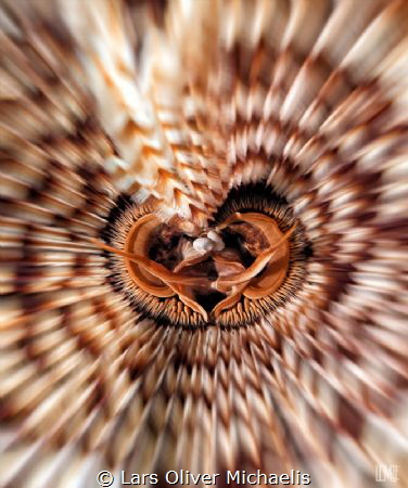 feather duster (Sabellastarte spectabilis) by Lars Oliver Michaelis 