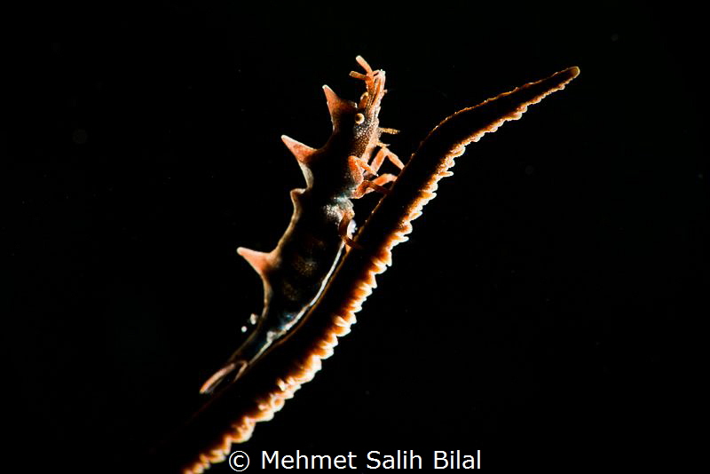 Dragon shrimp with snooted backlit. by Mehmet Salih Bilal 
