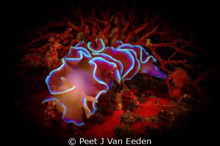 The Frilled Nudibranch 

Common to the Cape Peninsula o... by Peet J Van Eeden 