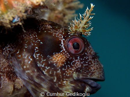 Parablennius gattorugine
Peacock blenny by Cumhur Gedikoglu 