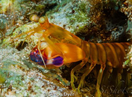 This mantis shrimp was very friendly,he was not shy at all by Simon Dyer 