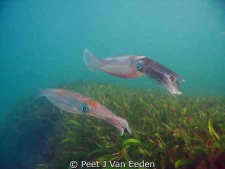 Patrolling. 

Cuttlefish guarding their eggs by Peet J Van Eeden 