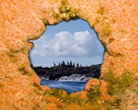 I photographed this porthole on the sunken Ruby E (80 ft)... by Dallas Poore 